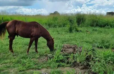 Granja com 8.7 hectares um haras top para quem busca adquirir coisa boa