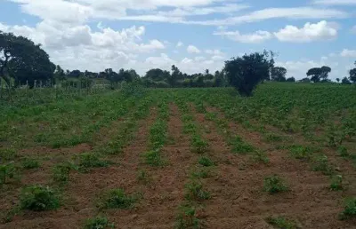 Granja com 6 hectares no cobe município de vera cruz