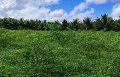 Fazenda chácara para venda tem 4000 metros quadrados um poço tubular irrigação energia trifásica