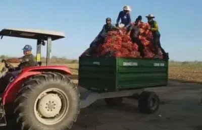 Fazenda com 34 hectares na região de jandaíra-rn com plantio de cebola