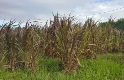 Chácara / sítio com 3 quartos à venda no Centro, Monte Alegre 