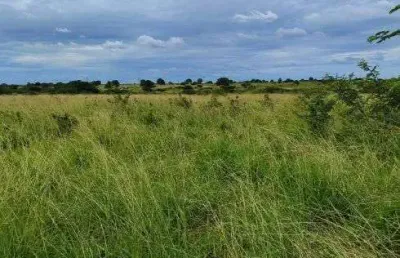 Fazenda com 270 hectares em bom jesus plantada e piquetada água top