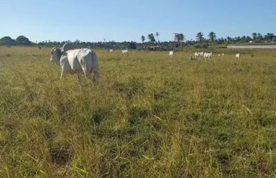 Ótima granja com 17 hectares na região de mente alegre