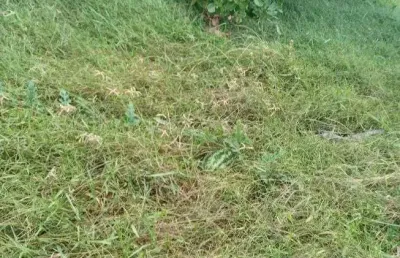 Excelente granja com 7.5 hectares na região de ceará mirim
