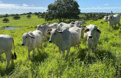Fazenda com 21,6 hectares de porteira fechada com 35 animais