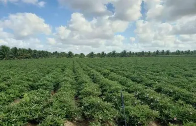 Excelente fazenda com 84 hectares próximo a vera cruz