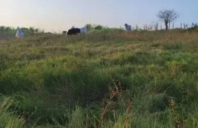 Chácara / sítio à venda no Centro, Monte Alegre 