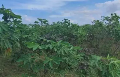 Excelente fazenda com 80 hectares na região de macaíba próximo a vera cruz