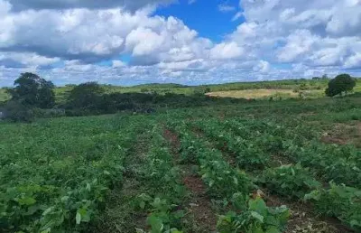 Fazenda/sítio/chácara para venda tem 11 hectares com 2 casas riacho escritura pública, rua calçada