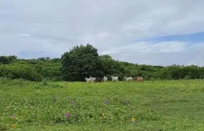 Ótima fazenda com 30 hectares na região de monte alegre