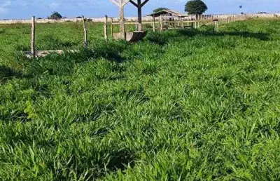 Fazenda com 300 hectares na região de são josé do mipibu estruturada