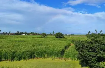 Fazenda com 55 hectares em são josé de mipibu frente para br101 com excelente localização etc.