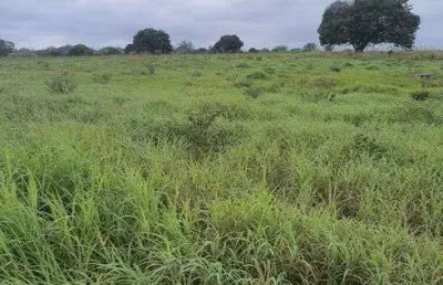 Fazenda com 20. hectares de porteira fechada com 39 animais nelore