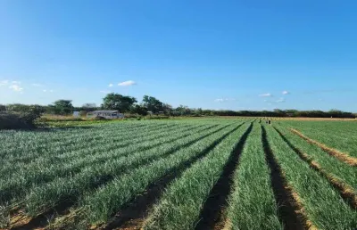 Fazenda com 34 hectares na região de jandaíra-rn com plantio de cebola 