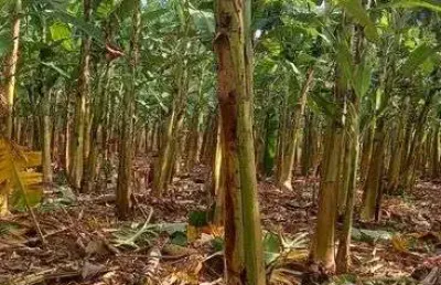 Excelente fazenda na região de touros com 60 hectares