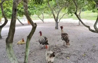Chácara / sítio com 3 quartos à venda no Centro, Monte Alegre 