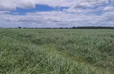 Fazenda com 570 hectares bastante estruturada na região de monte alegre