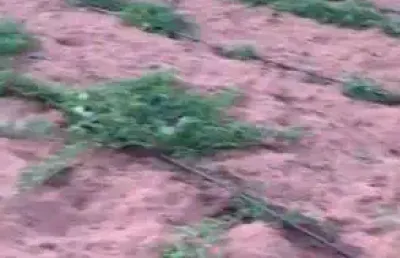 Fazenda com 27 hectares no vale de ceara mirim com irrigação