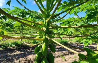 Área com 62 hectares no arena município de são josé de mipibu