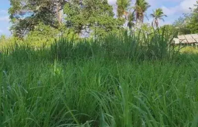 Excelente fazenda com 183 hectares na região de pureza