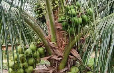 Fazenda com 50hc de coqueiros com 10 mil pés plantados com energia solar 100% irrigado