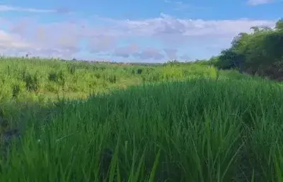 Excelente fazenda com 55 hectares em são josé de mipibu frente para br101