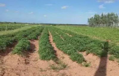 Fazenda com 60 hectares próximo a santa luzia de touros