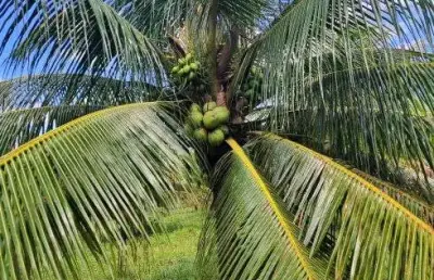 Alugo fazenda de coqueiro na grande natal zona sul entre s. josé e goianinha