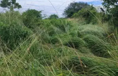Fazenda com 270 hectares em bom jesus plantada com água