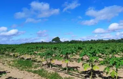Chácara / sítio com 2 quartos à venda no Centro, São José de Mipibu 