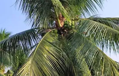 Fazenda com 40 hectares plantada de coqueiros em produção