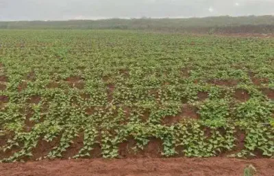 Chácara / sítio com 3 quartos à venda no Centro, Touros 