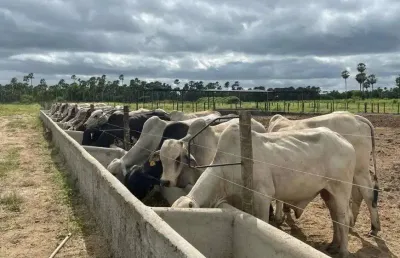 Fazenda com 191 hectares na região de carnaubais um luxo de propriedade
