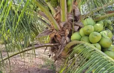 Arrendo fazenda de coqueiros com 38 hectares 5.500 pés plantados