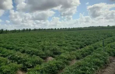 Chácara / sítio com 3 quartos à venda no Centro, Vera Cruz 