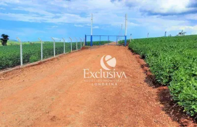 Chácaras  à venda, 2000 m²  - zona rural - londrina/pr
