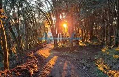Chácara / sítio à venda na Fazenda Pinheirinho, Centro, Urubici