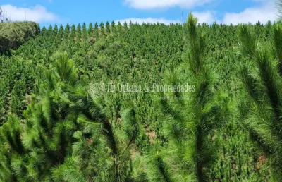 Terreno à venda na Bocaiuva / Divisa Com Rio Branco Do Sul, Centro, Bocaiúva do Sul