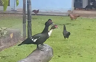 Chácara para venda em rosário oeste, rural, 3 dormitórios, 1 banheiro