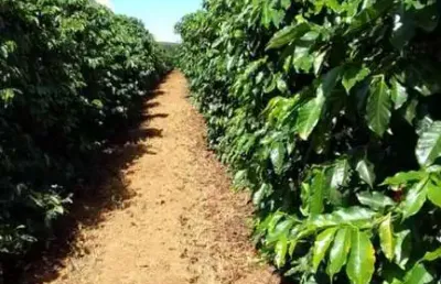 Fazenda à venda na Área Rural de Patrocínio, Patrocínio 