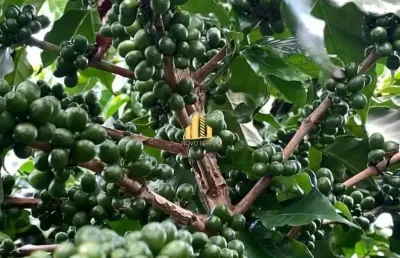 Fazenda de café à venda em minas gerais &#150; entre ibiá e pratinha (243 ha, altitude 1.100m)