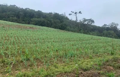 Terreno à venda, 24 mil metros na colonia marcelino, são josé dos pinhais, pr