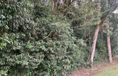 Terreno à venda, campestre da faxina, 58 mil metros , são josé dos pinhais, pr