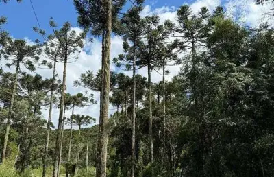 Terreno à venda na Zona Rural, Rio Rufino 