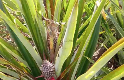 Sítio de 34 hectares no assentamento comunidade sadia 3