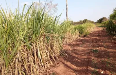 Sítio de 32 hectares no assentamento comunidade sadia 3