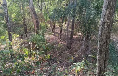 03 lotes juntos no loteamento batec no coxipó do ouro a 22 km da fundação brades