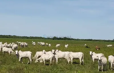 Fazenda à venda na Estrada Rural, 02, Zona Rural, Poconé