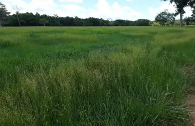 Sitio a venda regiao olho d,agua saida rondonopolis