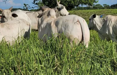 Fazenda  a venda  em santo antonio do leverger - mt